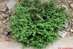 Indigofera cordifolia